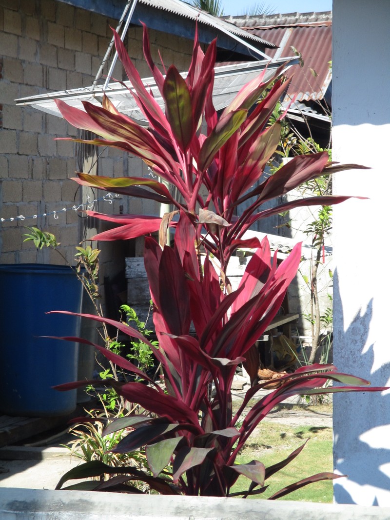 Tiplant photo 4