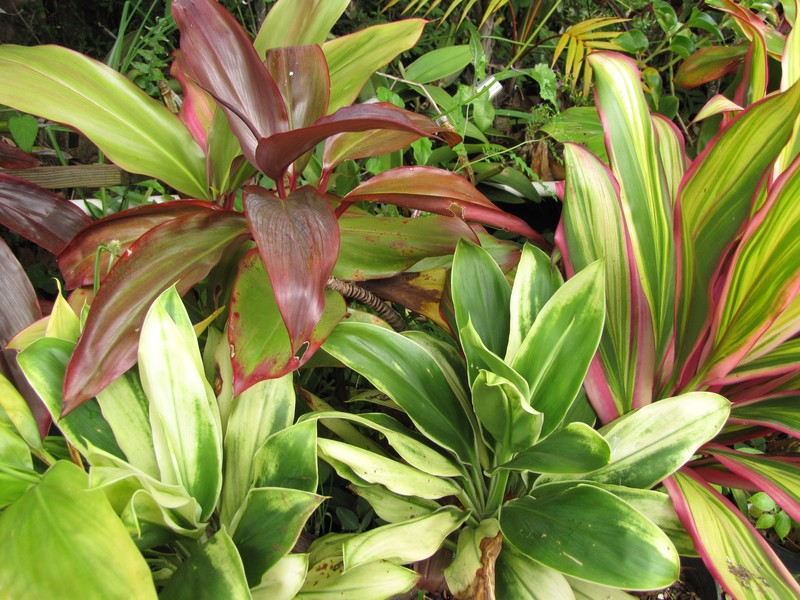Tiplant photo 5