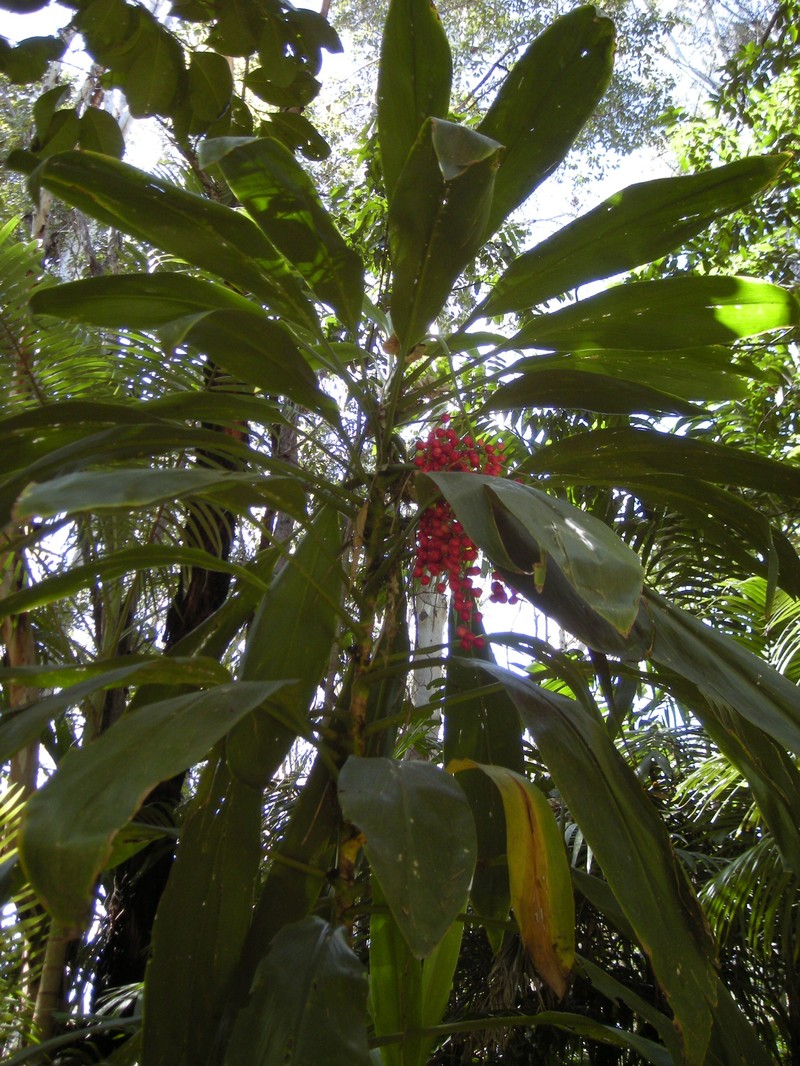 Tiplant photo 6