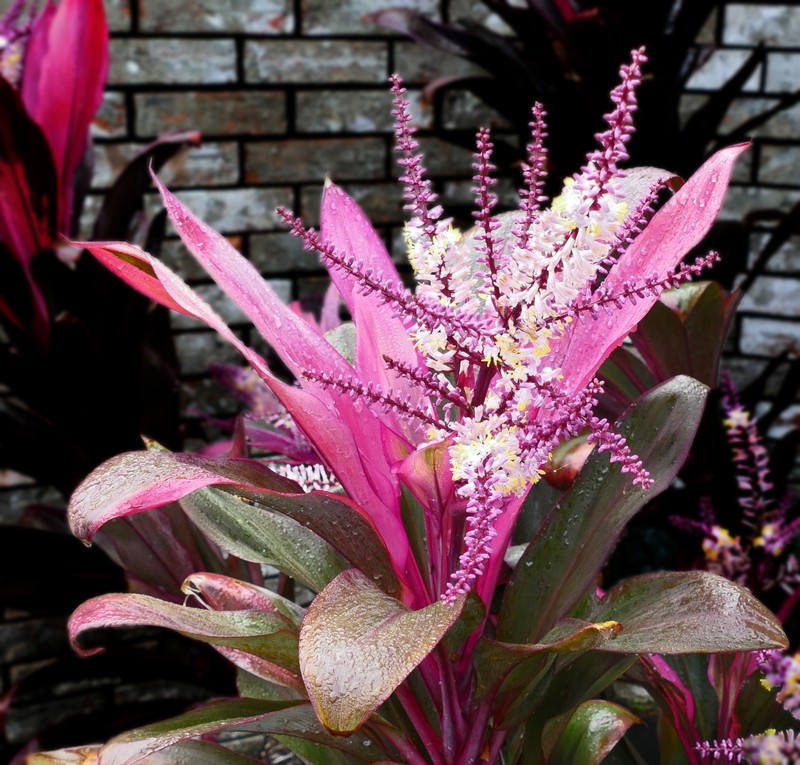 Tiplant photo 7