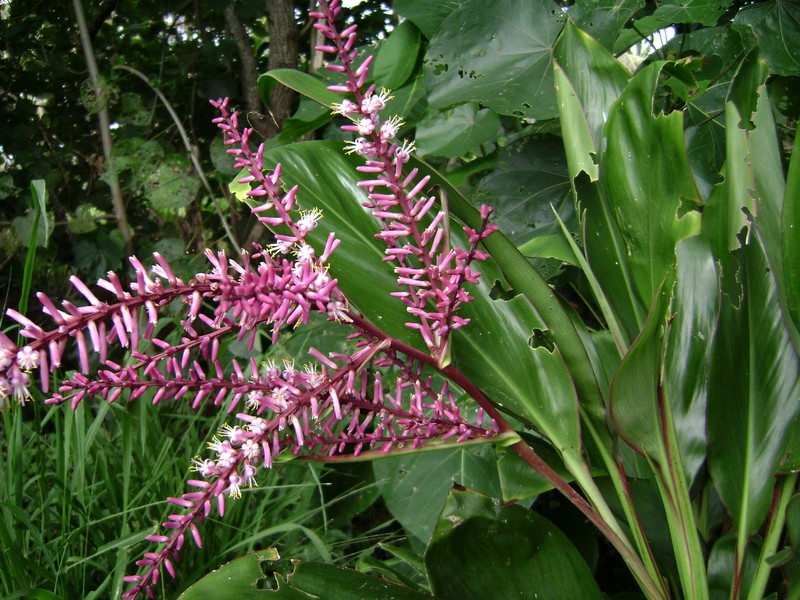 Tiplant photo 8