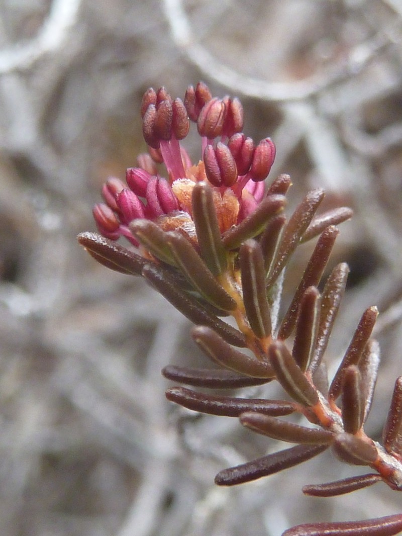 Broom Crowberry