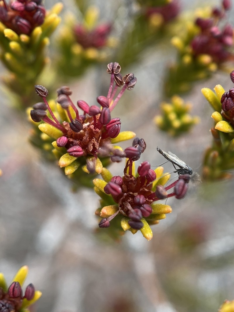 Broom Crowberry photo 2
