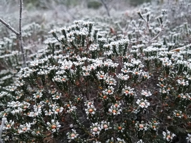 Broom Crowberry photo 3