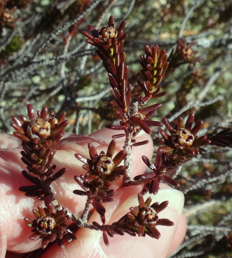 Broom Crowberry photo 4