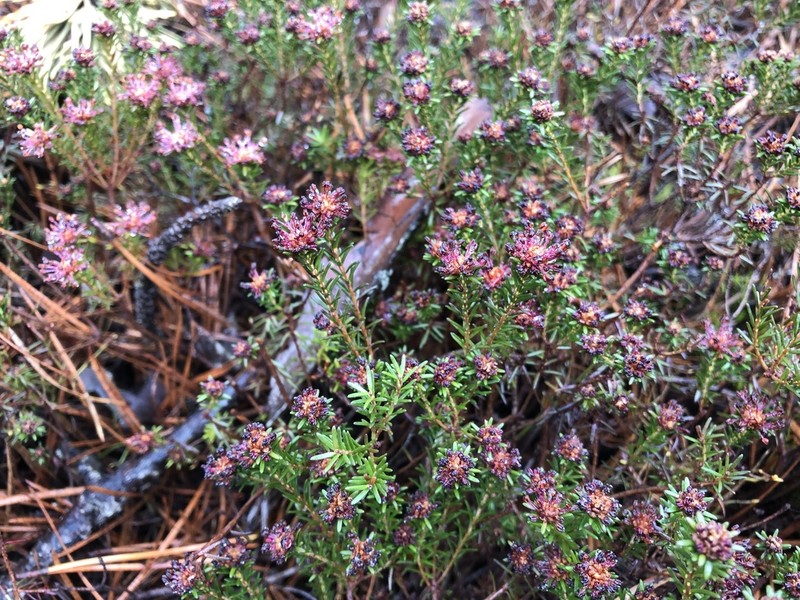 Broom Crowberry photo 5
