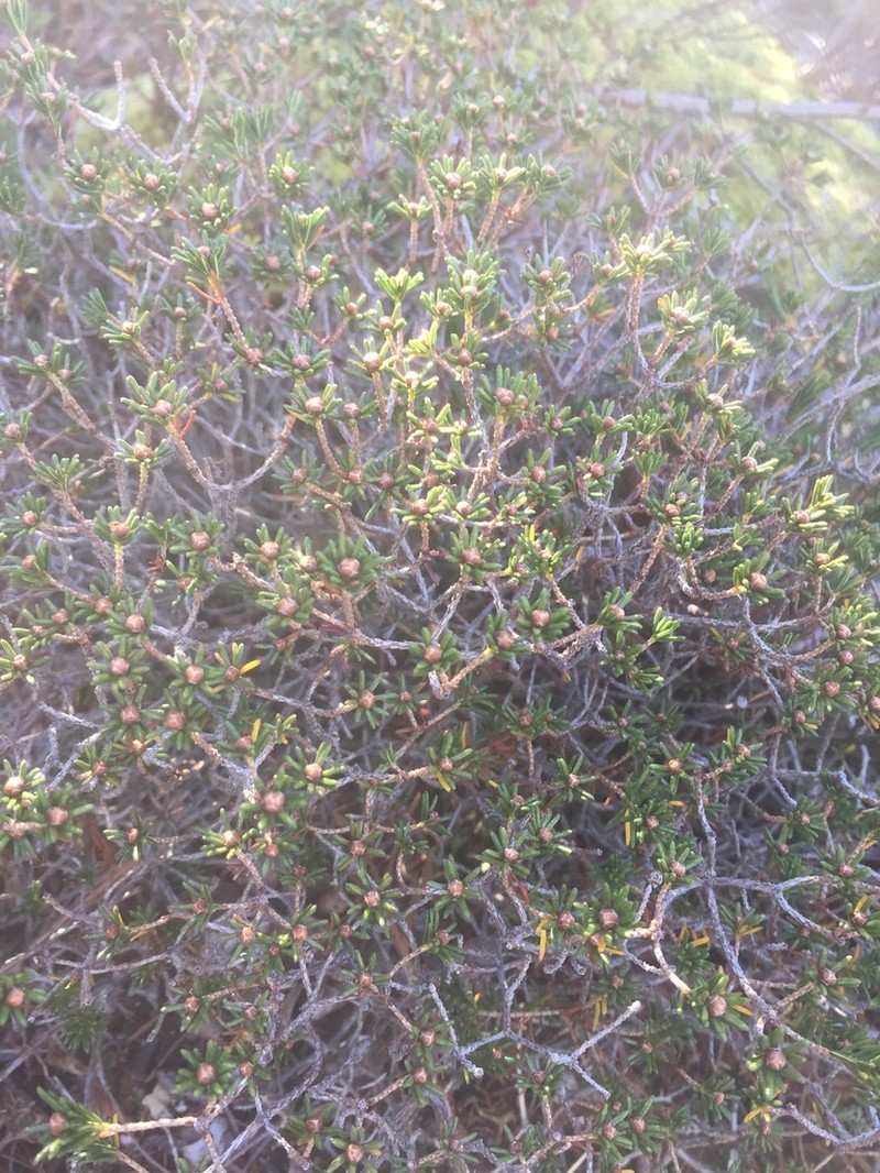 Broom Crowberry photo 6
