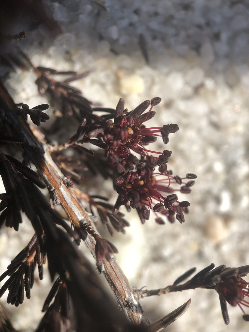 Broom Crowberry photo 7
