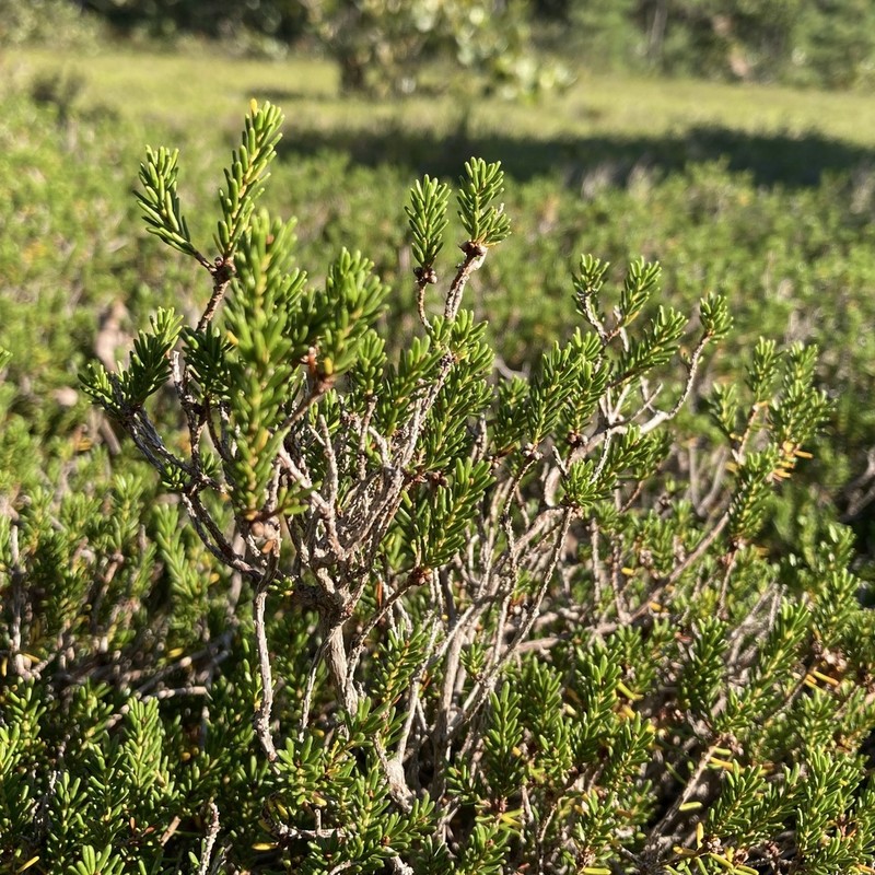Broom Crowberry photo 8