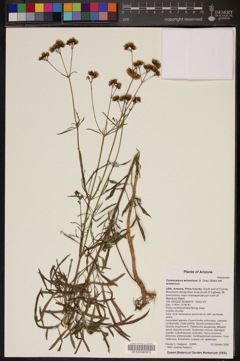 Coreocarpus arizonicus var. arizonicus