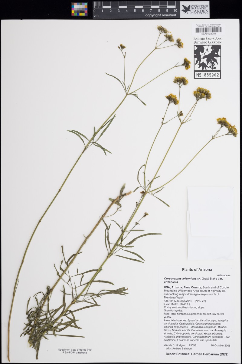 Coreocarpus arizonicus var. arizonicus photo 2