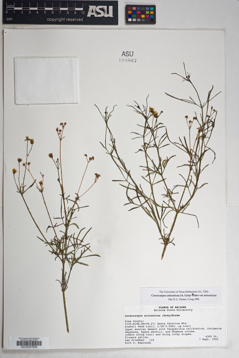 Coreocarpus arizonicus var. arizonicus photo 3