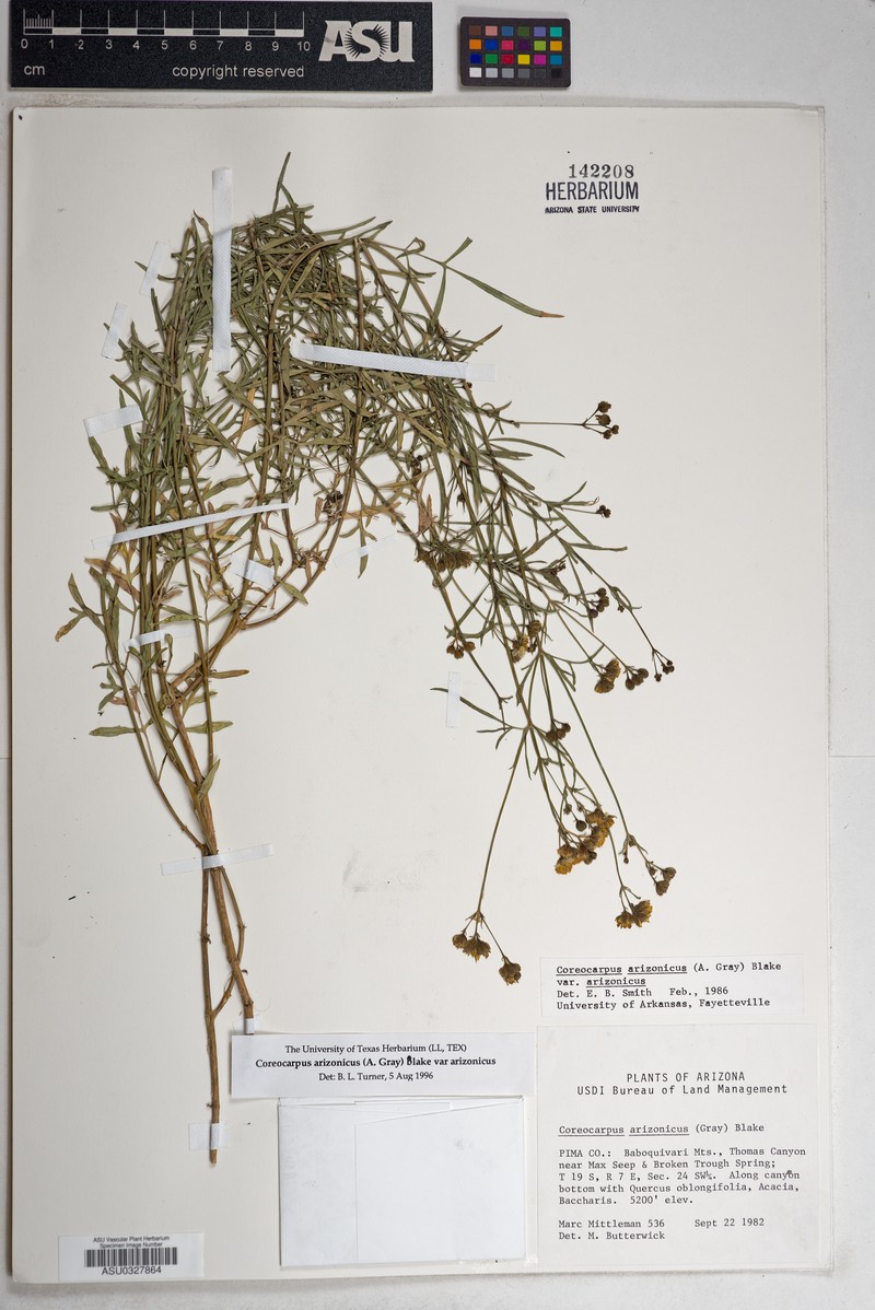 Coreocarpus arizonicus var. arizonicus photo 4