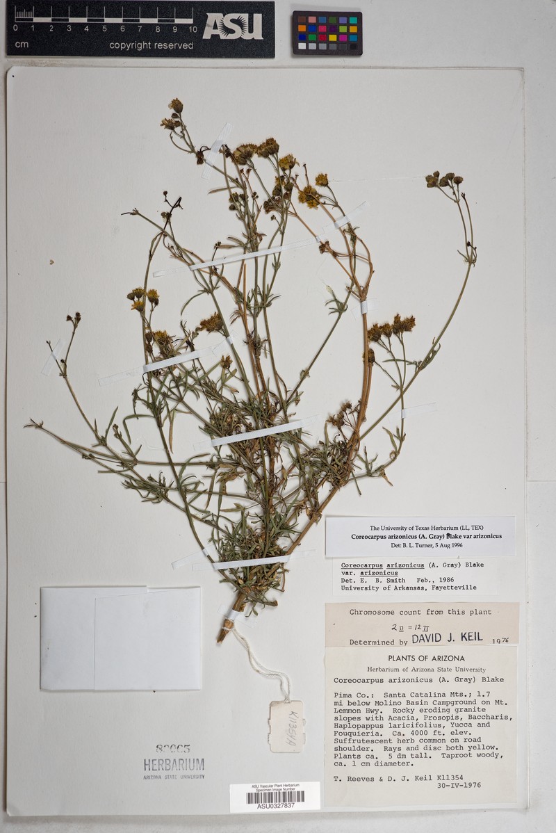 Coreocarpus arizonicus var. arizonicus photo 5
