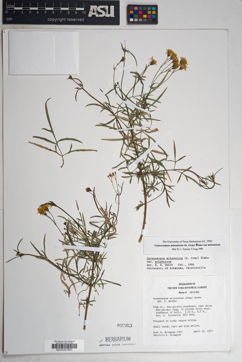 Coreocarpus arizonicus var. arizonicus photo 6