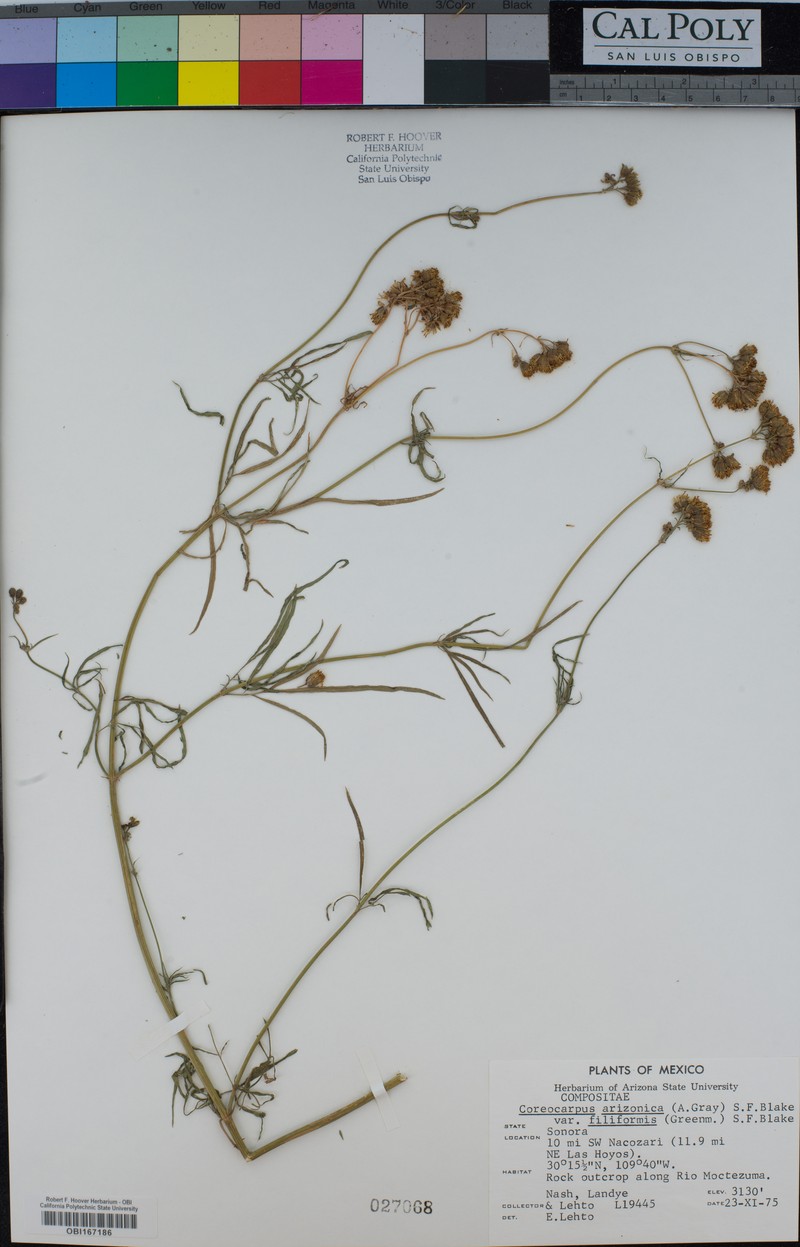 Coreocarpus arizonicus var. filiformis