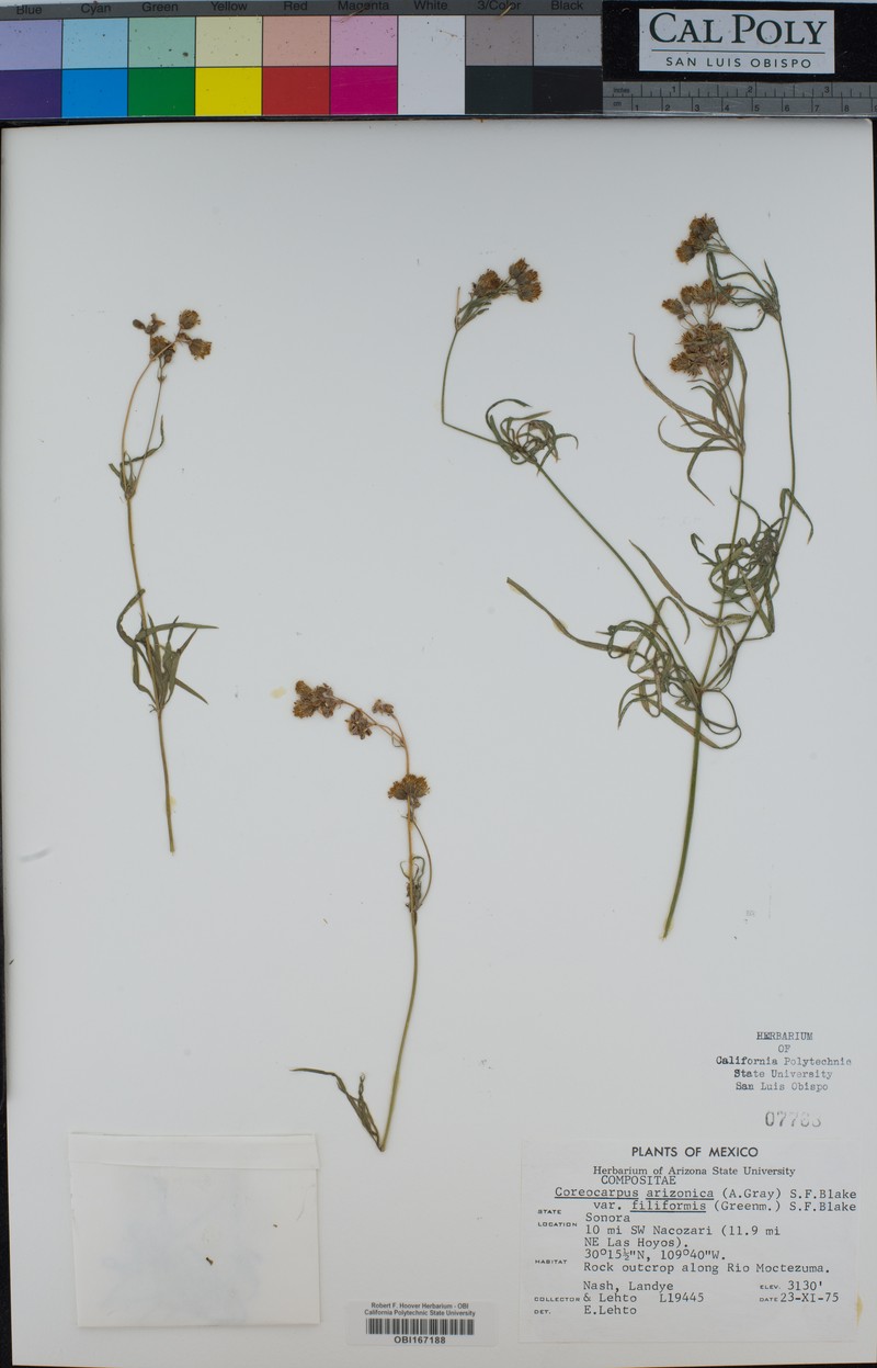 Coreocarpus arizonicus var. filiformis photo 2