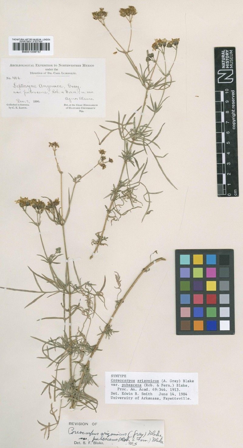 Coreocarpus arizonicus var. pubescens