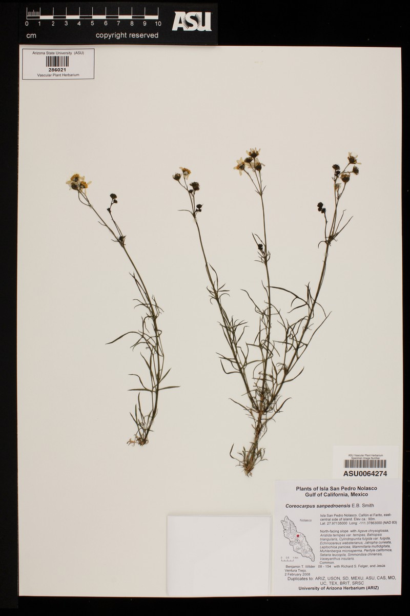 Coreocarpus arizonicus var. sanpedroensis