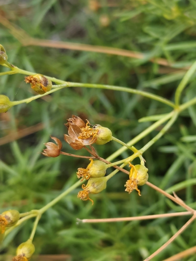 Coreocarpus dissectus photo 2