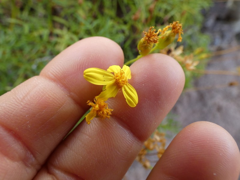 Coreocarpus dissectus photo 3