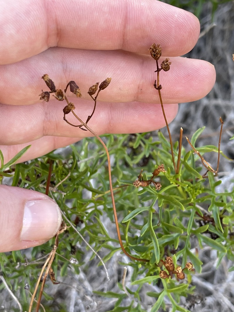 Coreocarpus dissectus photo 5