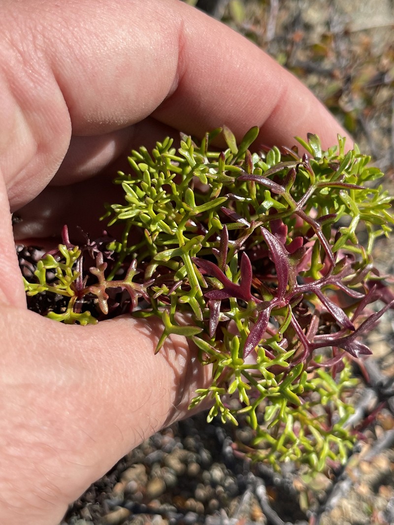 Coreocarpus dissectus photo 6