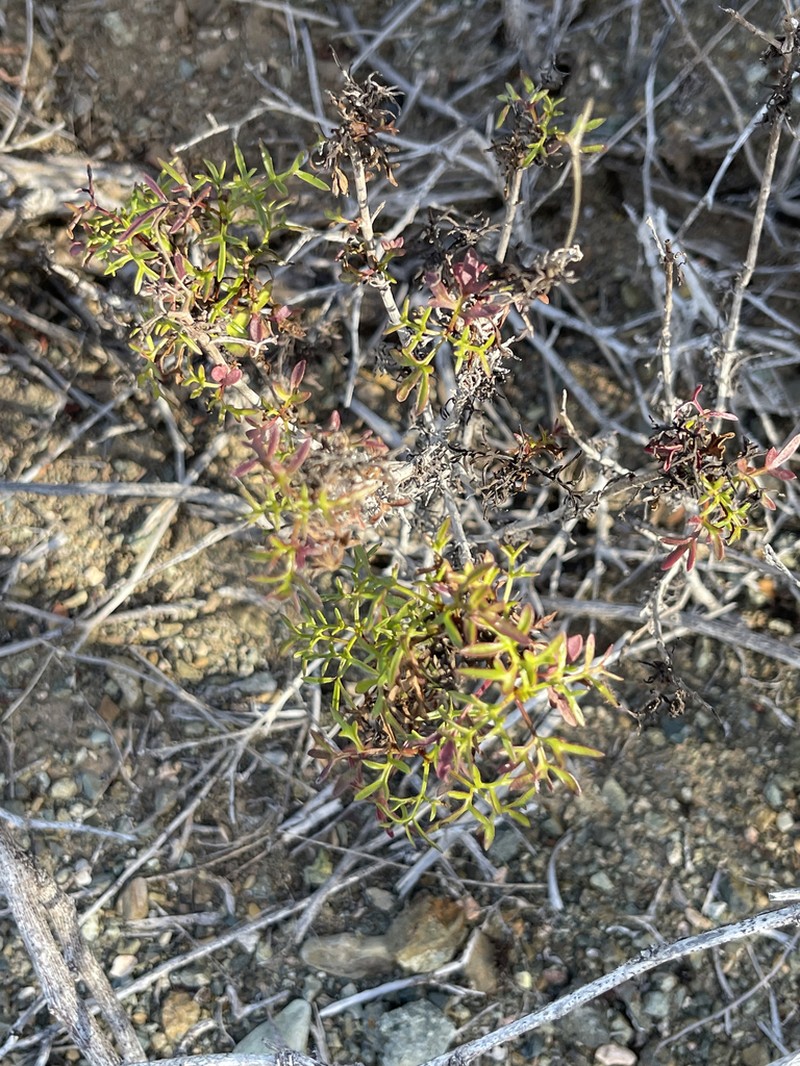 Coreocarpus dissectus photo 7