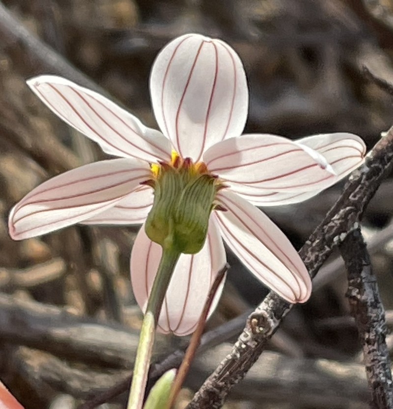Coreocarpus parthenioides photo 2