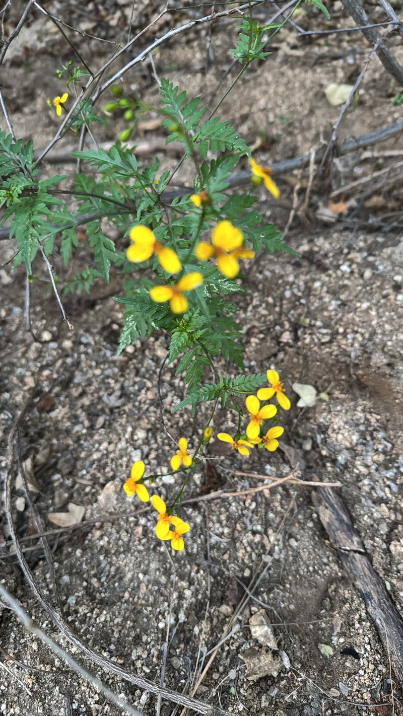 Coreocarpus parthenioides var. heterocarpus photo 2