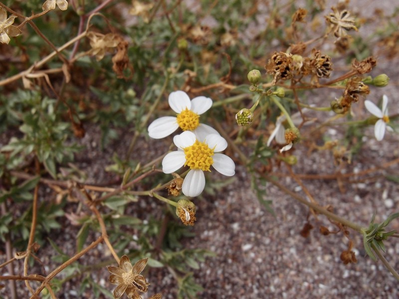 Coreocarpus sonoranus photo 2