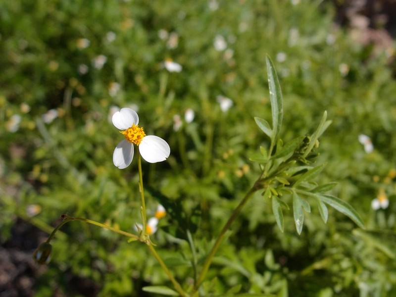 Coreocarpus sonoranus photo 3