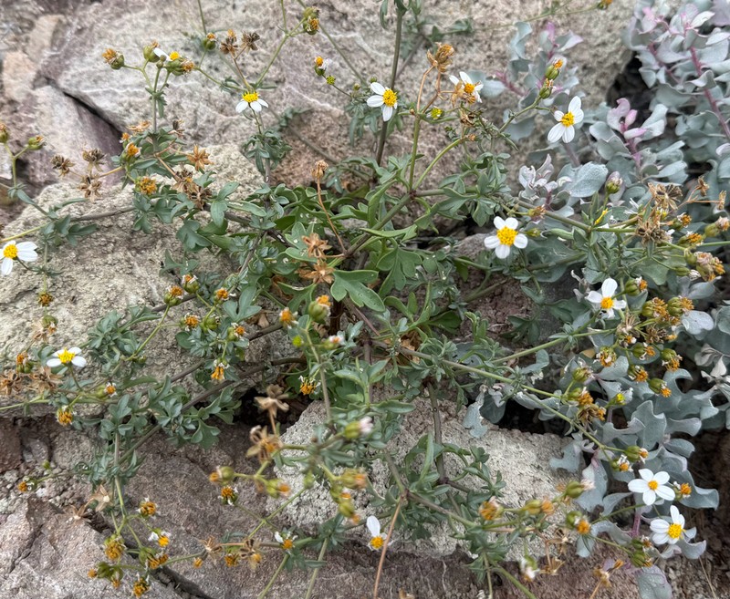 Coreocarpus sonoranus photo 5