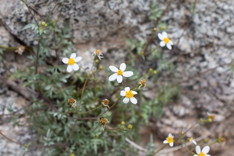 Coreocarpus sonoranus photo 8