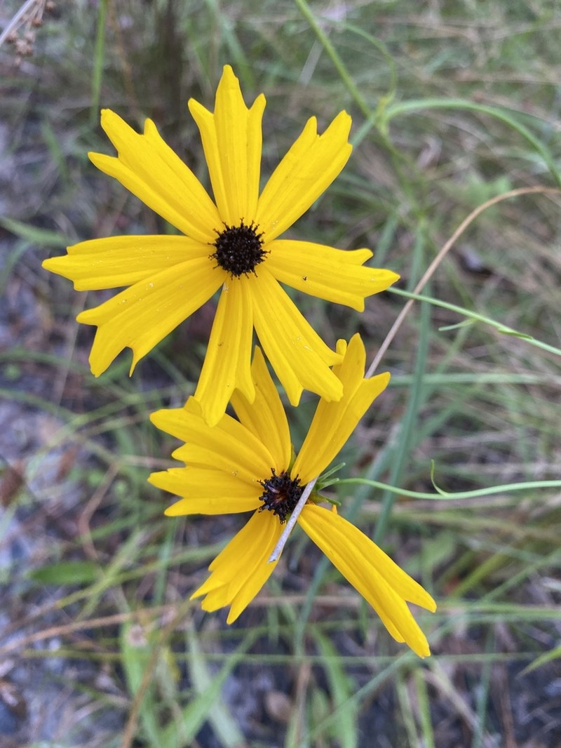 Coreopsis aristulata