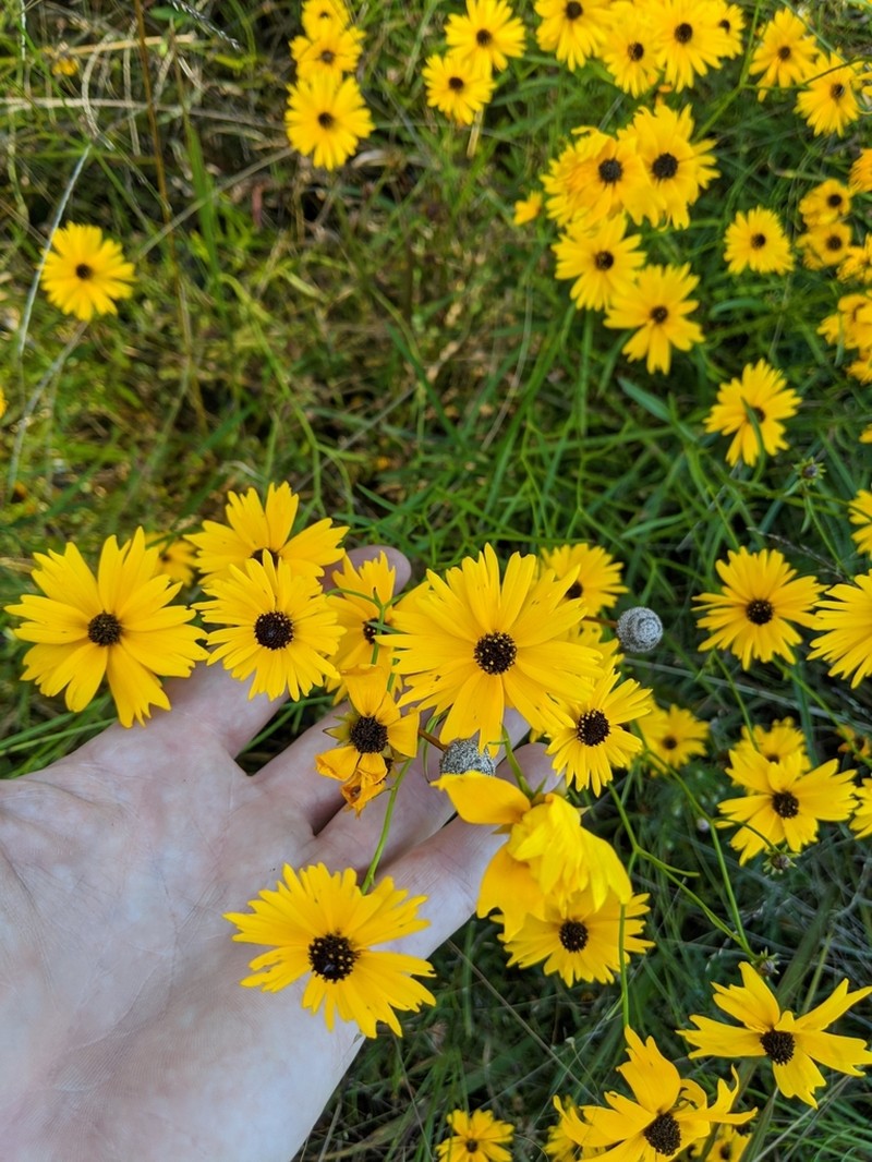 Coreopsis aristulata photo 2
