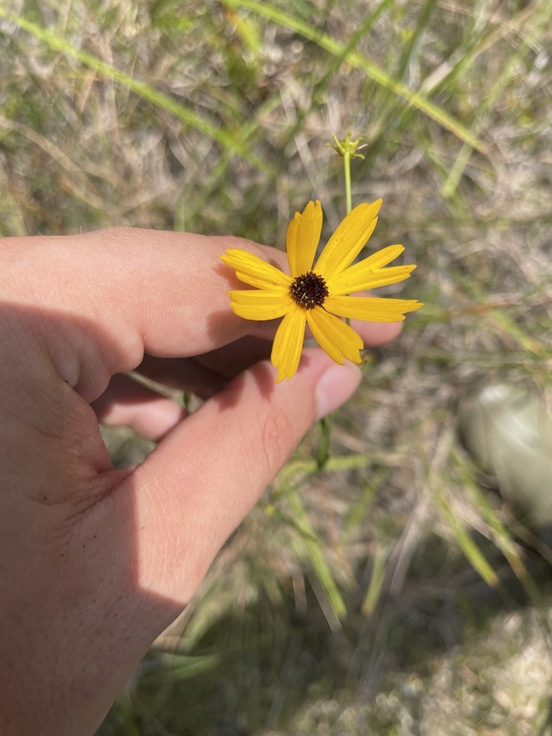 Coreopsis aristulata photo 3