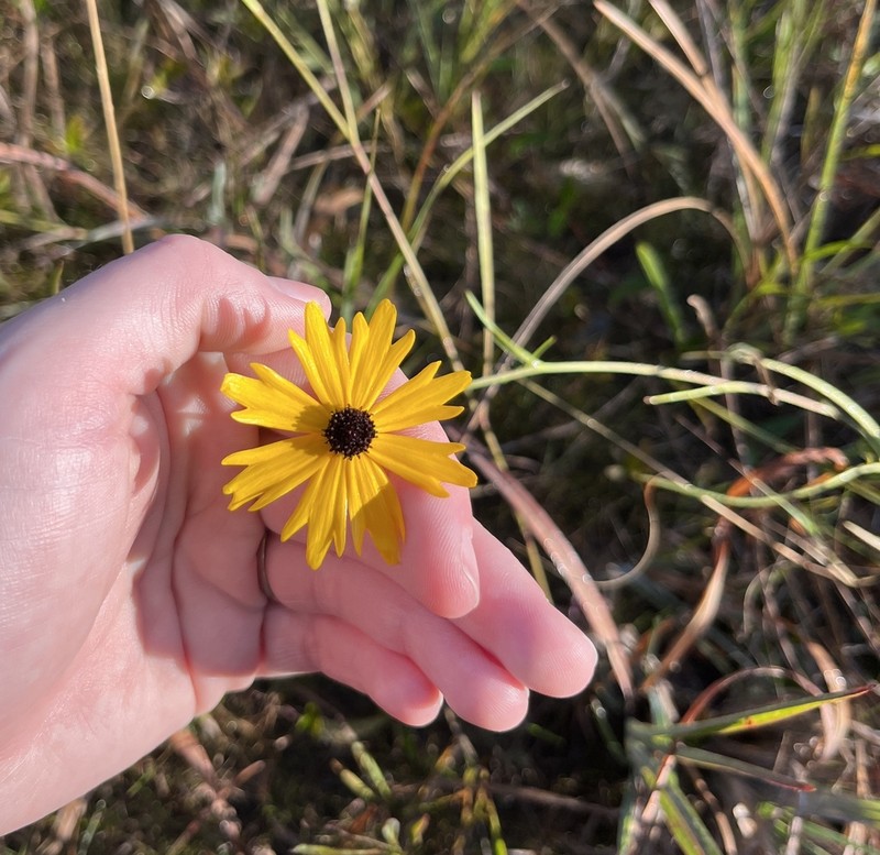 Coreopsis aristulata photo 4