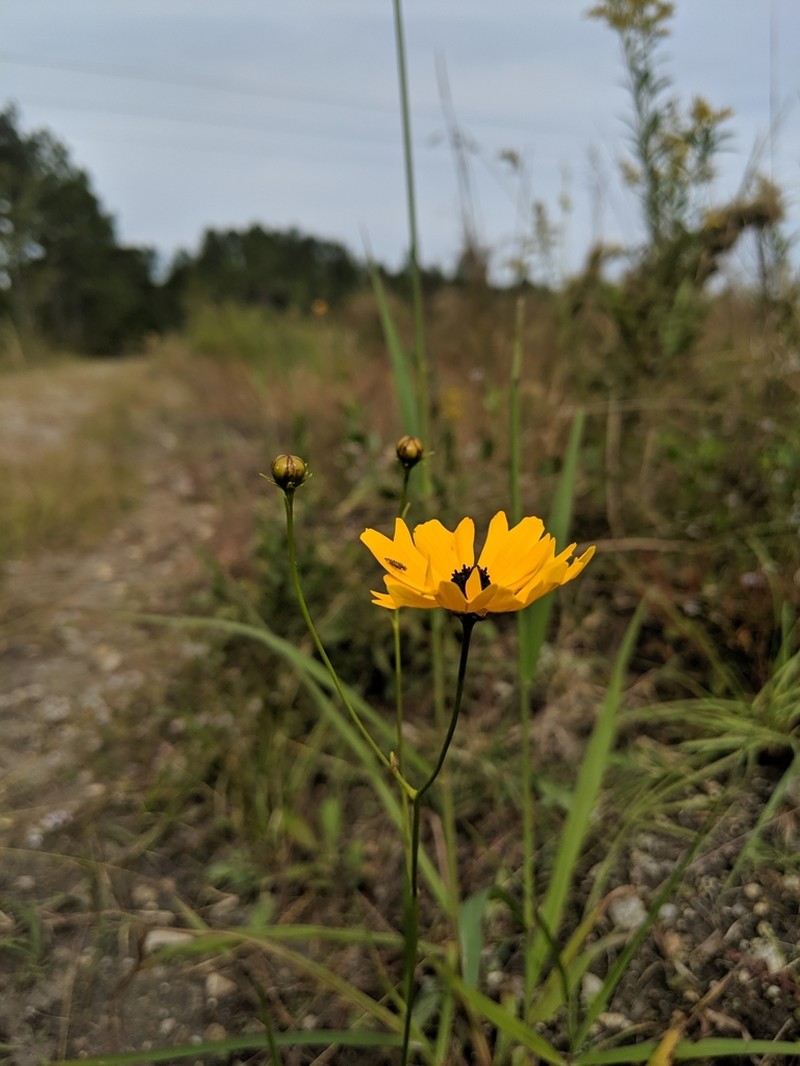 Coreopsis aristulata photo 5