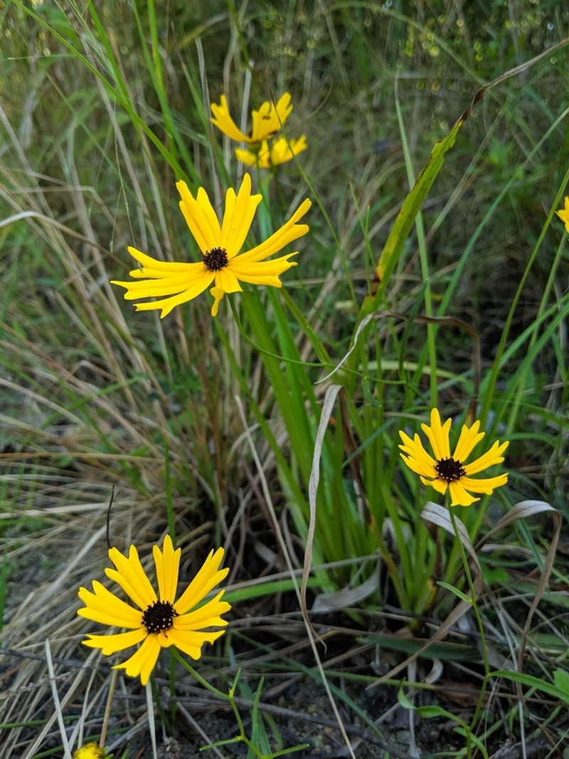 Coreopsis aristulata photo 6
