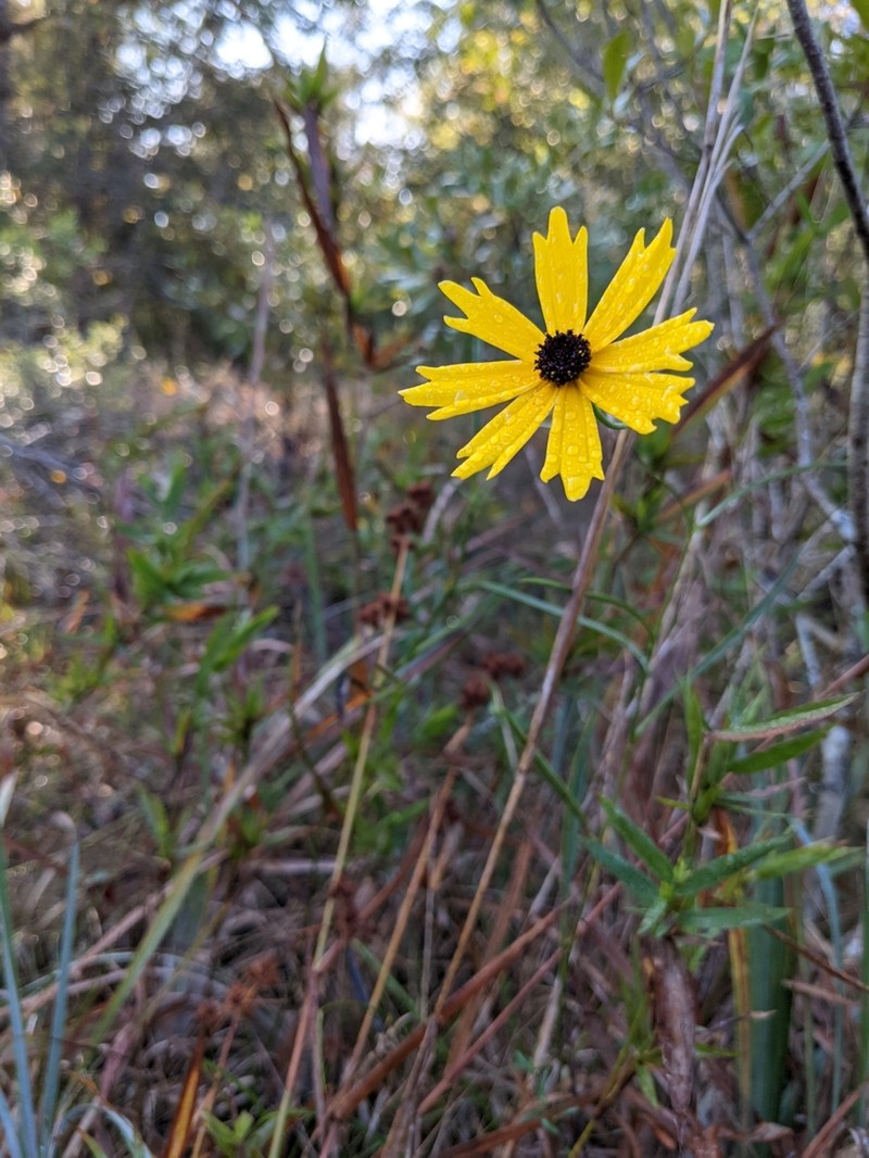Coreopsis aristulata photo 7