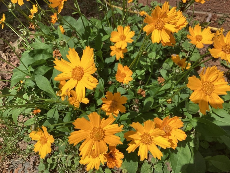 Lobed Tickseed