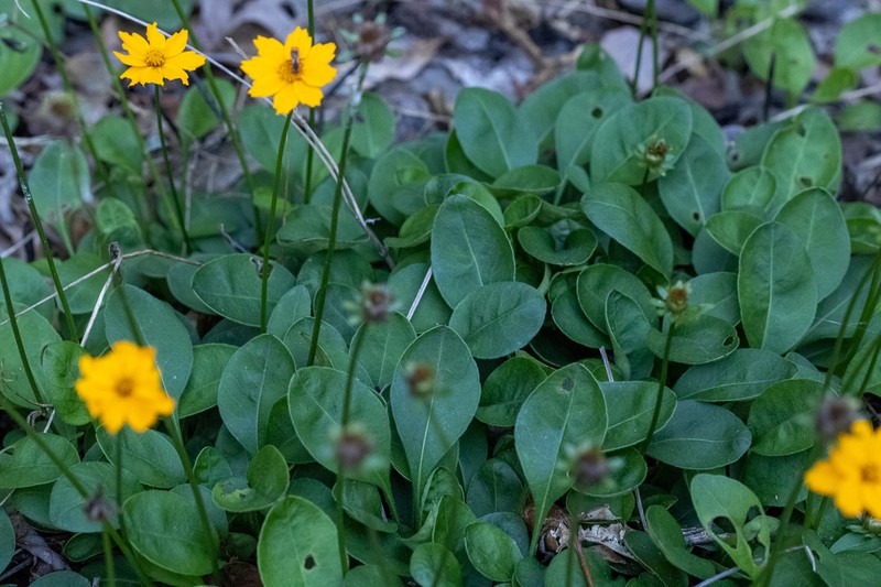 Lobed Tickseed photo 2