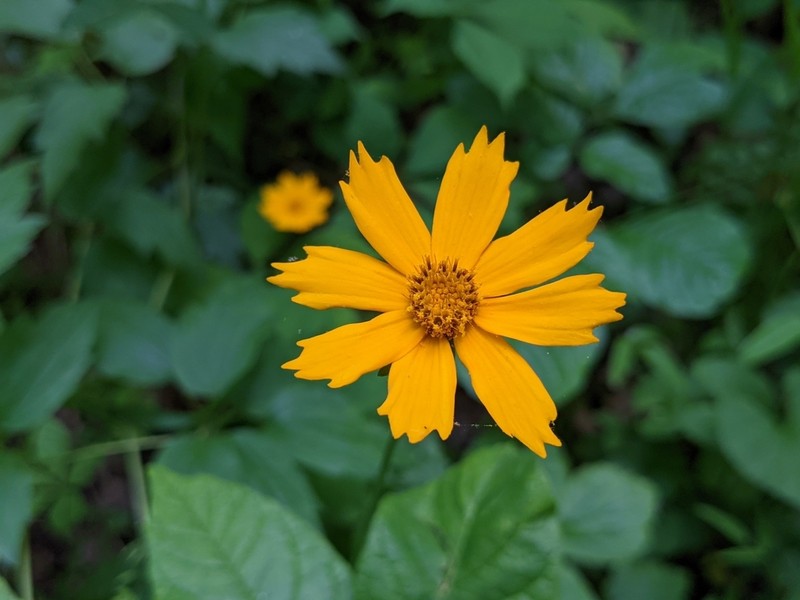 Lobed Tickseed photo 3
