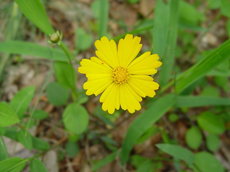 Lobed Tickseed photo 4