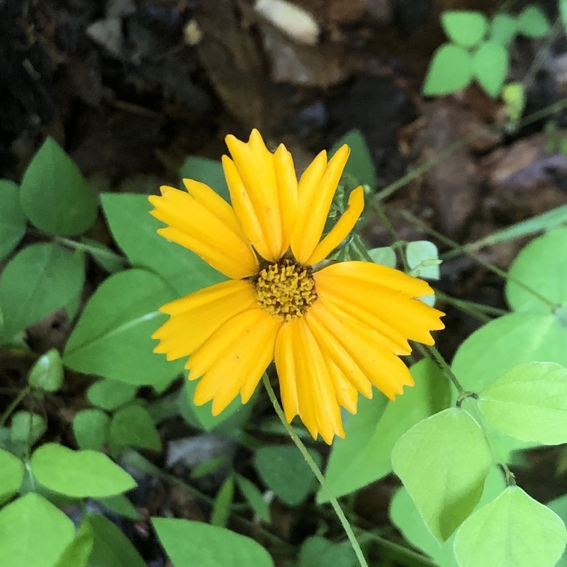 Lobed Tickseed photo 5