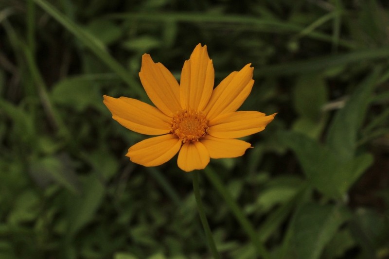 Lobed Tickseed photo 6