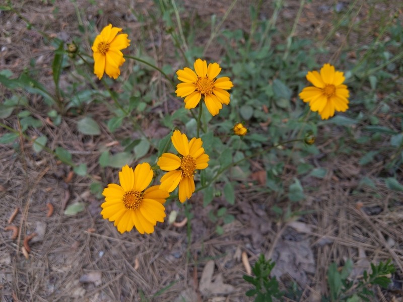 Lobed Tickseed photo 7