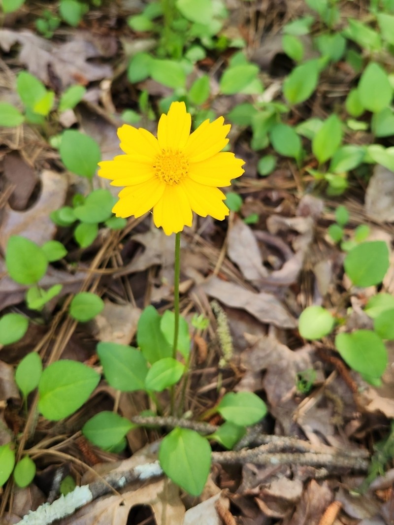 Lobed Tickseed photo 8