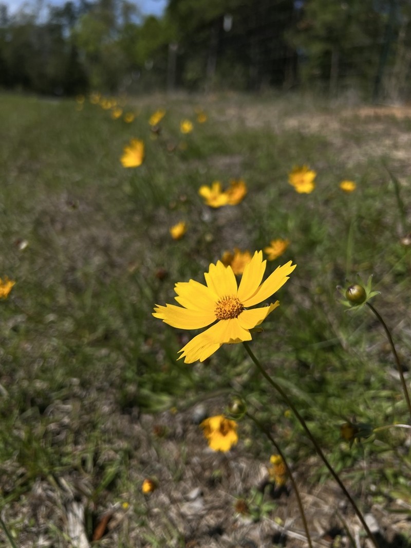 Coreopsis bakeri photo 3